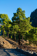 Scenic view on Caldera de Taburiente with green pine forest, ravines and rocky mountains near viewpoint Cumbrecita, La Palma, Canary islands, Spain