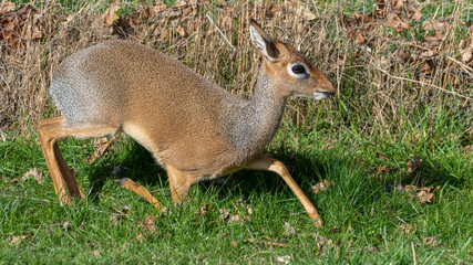 Kirks Dik Dik Resting in a Field