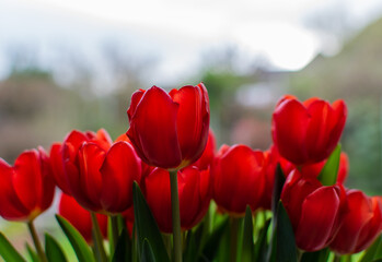 Bunch of red tulip flowers blooming in vase closeup blurred background.