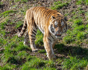 Amur Tiger Walking on Grass