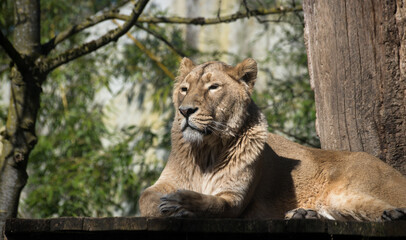 Portrait of female lion lying in a zoologic park