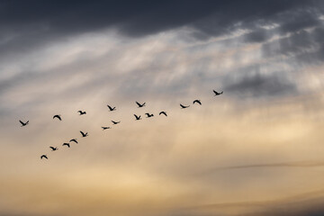 Migrating Sandhill Cranes (Antigone canadensis) in Flight