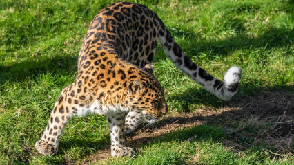 Obraz na płótnie Canvas Amur Leopard Walking on Grass