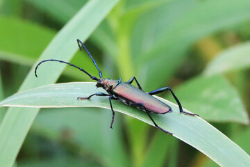 Chrząszcz wonnica piżmówka na źdźble trawy