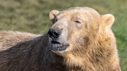 Obraz premium Polar Bear Close up Portrait