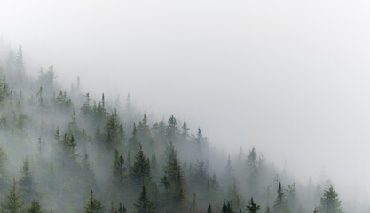 Scenic view of a forest with fir trees enveloped in fog in Acadia National Park in Maine