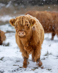 Highland Cow Calf in The Snow