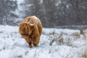 Highland Cow in The Snow