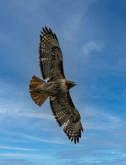 Red-tailed Hawk (Buteo jamaicensis) in Flight