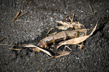 Closeup of invasive bamboo root on the road