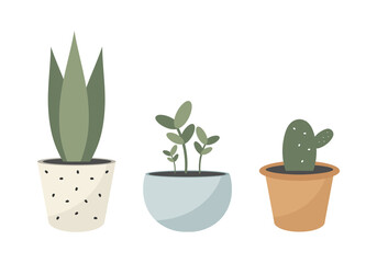 Home plants in pots. Vector illustration.