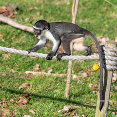 Young Roloway Monkey Walking Along a Rope