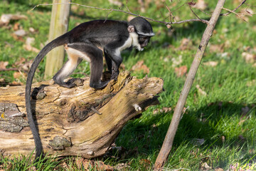 Young Roloway Monkey Standing on a Fallen Tree