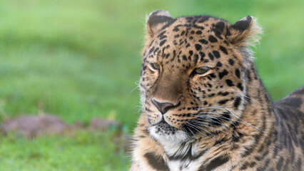 Fototapeta na wymiar Amur Leopard Resting on Grass