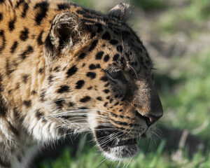 Amur Leopard Walking on Grass