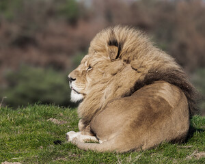 Adult Male Lion Resting on Grass