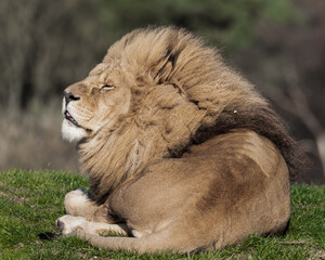Adult Male Lion Resting on Grass
