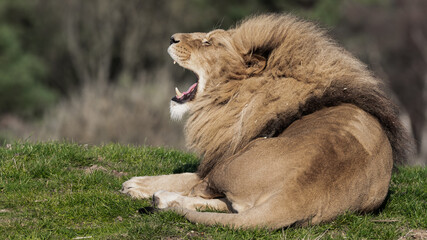 Adult Male Lion with Open Mouth