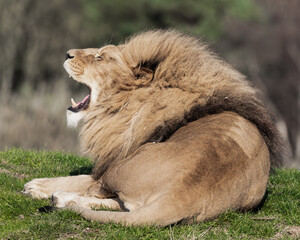 Adult Male Lion with Open Mouth