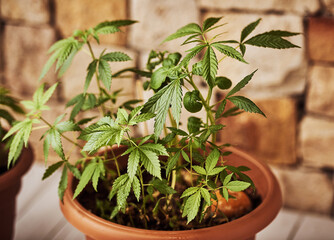 There is definitely progress. Closeup of a marijuana plant growing in a container outside at home. - obrazy, fototapety, plakaty