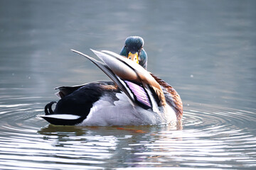 Duck in the lake