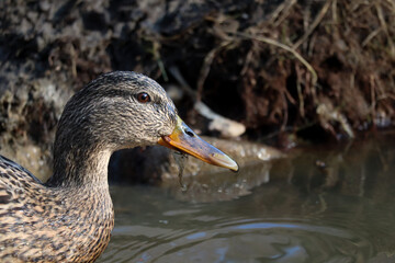 Close-up portrait of a duck