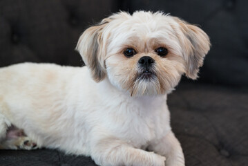 Face Closeup Dog Shih Tzu Sitting On Couch