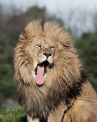 Adult Male Lion with Open Mouth