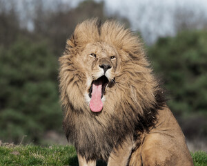 Adult Male Lion with Open Mouth