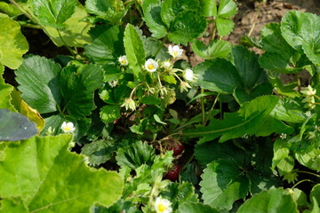 FU 2021-07-20 LoFeld 24 An der Erdbeerpflanze sind kleine Blüten