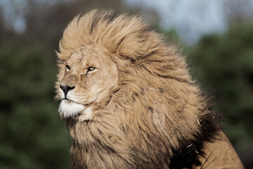 Naklejka na ściany i meble Adult Male Lion Side Profile