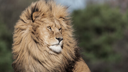 Adult Male Lion Side Profile