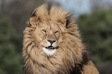 Adult Male Lion with Open Mouth