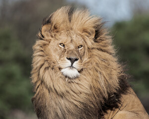 Naklejka na ściany i meble Adult Male Lion Front Profile