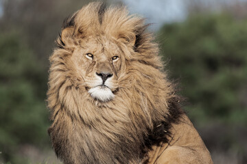 Naklejka na ściany i meble Adult Male Lion Front Profile