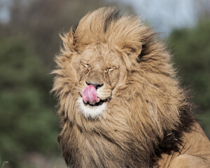 Adult Male Lion with Open Mouth