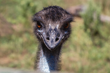 Emu bird front on portrait