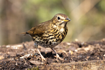 Song Thrush (Turdus philomelos) in a Woodland Setting