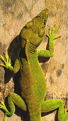 green lizard on a tree