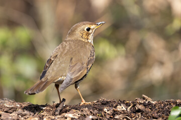 Song Thrush (Turdus philomelos) in a Woodland Setting