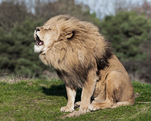 Adult Male Lion with Open Mouth