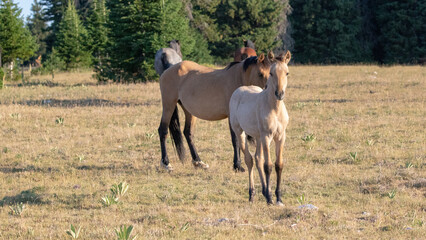 Apricot dun wild horse colt in the Pryor Mountains Wild Horse Range in Montana United States