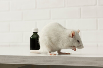 Rodent white lab rat (pet) sitting on the table near dark bottles of medicine (liquid) in the laboratory; biotechnology, pharmacy, medicine development, tests on animals. Horizontal plane. Veterinary.