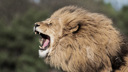 Adult Male Lion with Open Mouth