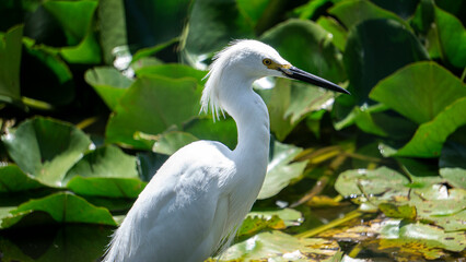 Ardea Alba caminando en el lago