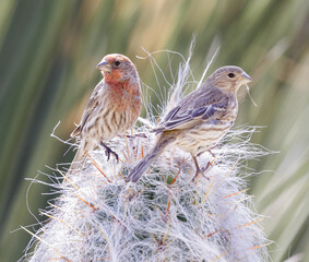 Couple of House Finches gathering nest material from cactus. Stanford, Santa Clara County, California, USA.