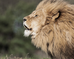 Adult Male Lion with Open Mouth