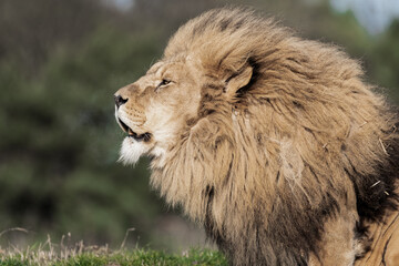 Adult Male Lion with Open Mouth