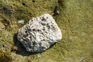 Porous white stone on a green wet stone by the sea