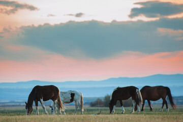 Fototapeta na wymiar Beautiful bay horse herd grazes in the mountains at sunset